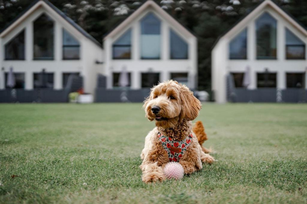 Domy Morskie Dog Friendly Jantar Bagian luar foto
