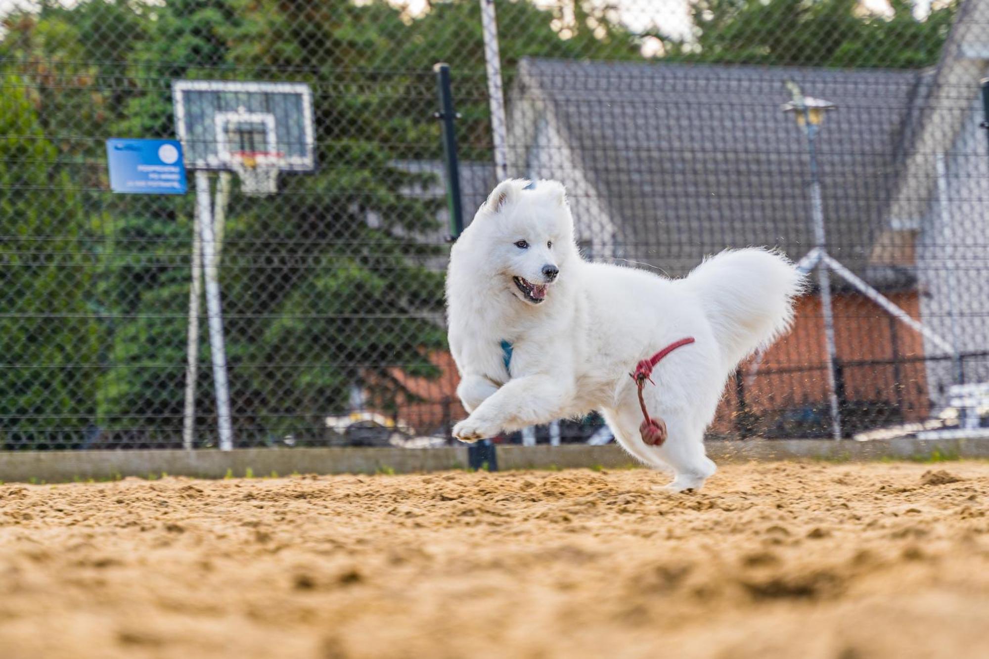 Domy Morskie Dog Friendly Jantar Bagian luar foto